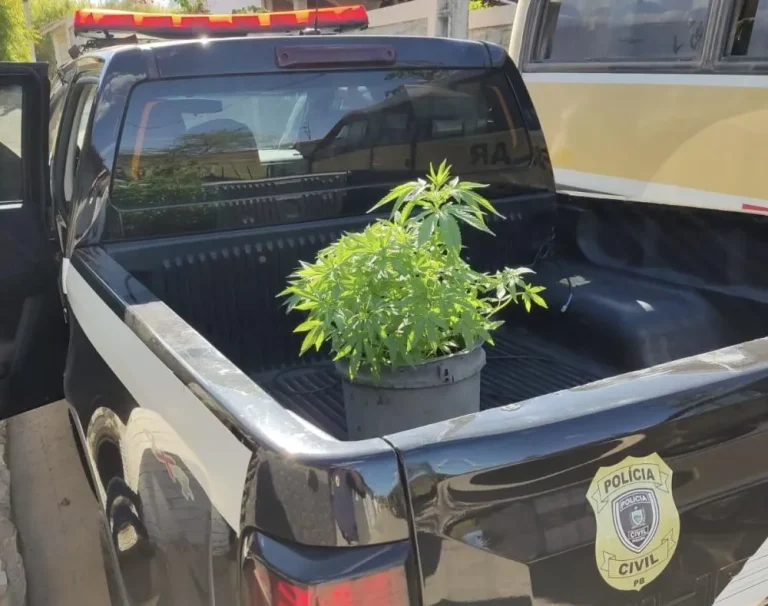 Polícia Civil apreende cerca de 30 pés de maconha cultivados em residência em Água Branca